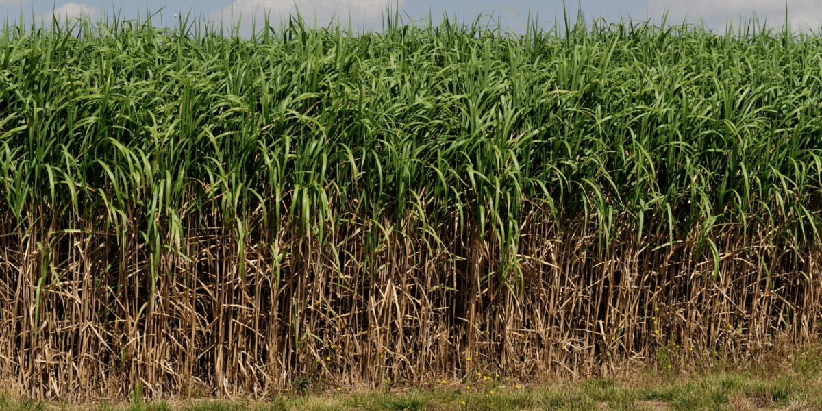 United Kingdom: Pioneering Research in Carbon Sequestration