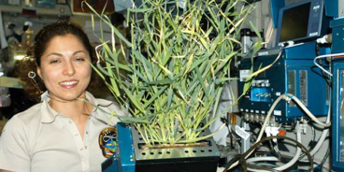 Space Research: Joint Damping Experiment