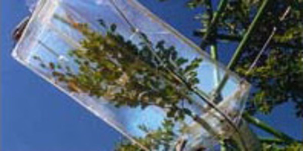 France: Plant Research with Branch Bag System